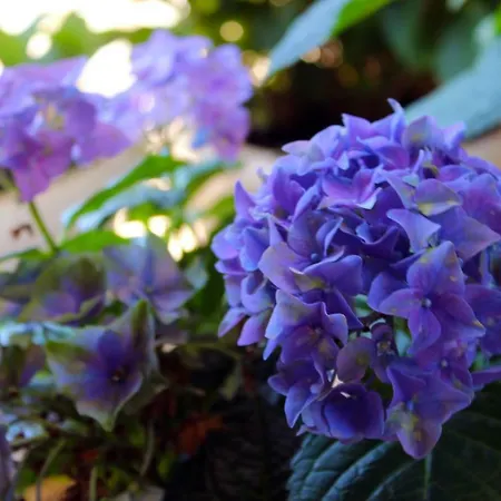 Апартаменти Pixel Трогір