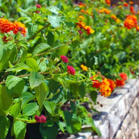 Апартаменти Pixel *